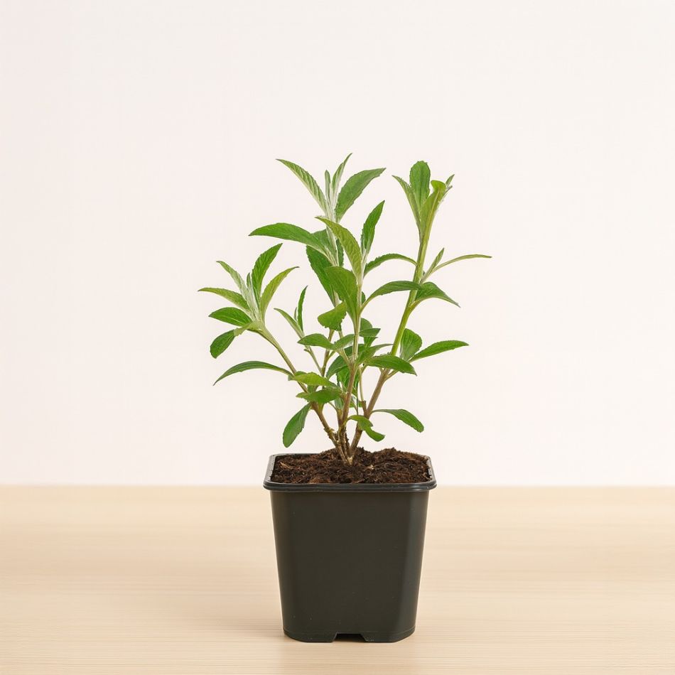 Buddleja-davidii royal-red-vlinderstruik-p9-neutraal-1