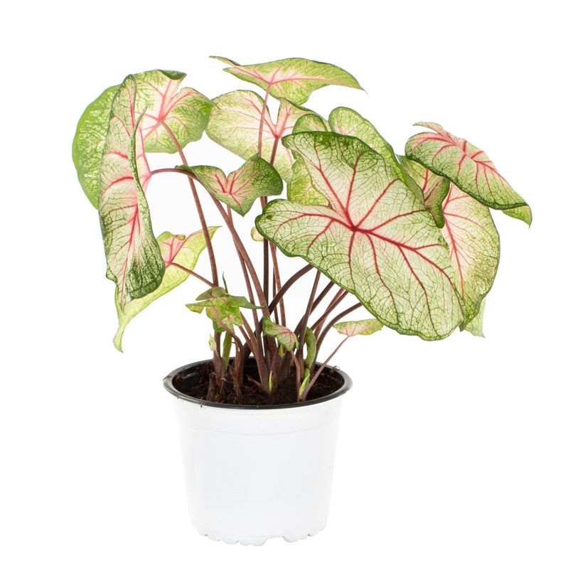 Caladium white queen