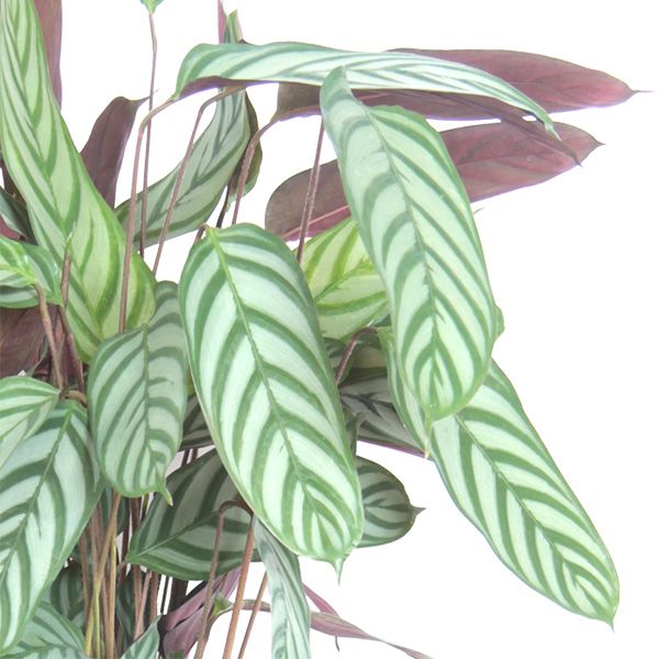 Calathea Compactstar
