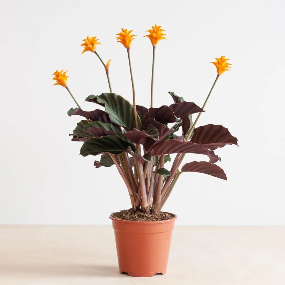 Calathea-crocata-P14-1-1024