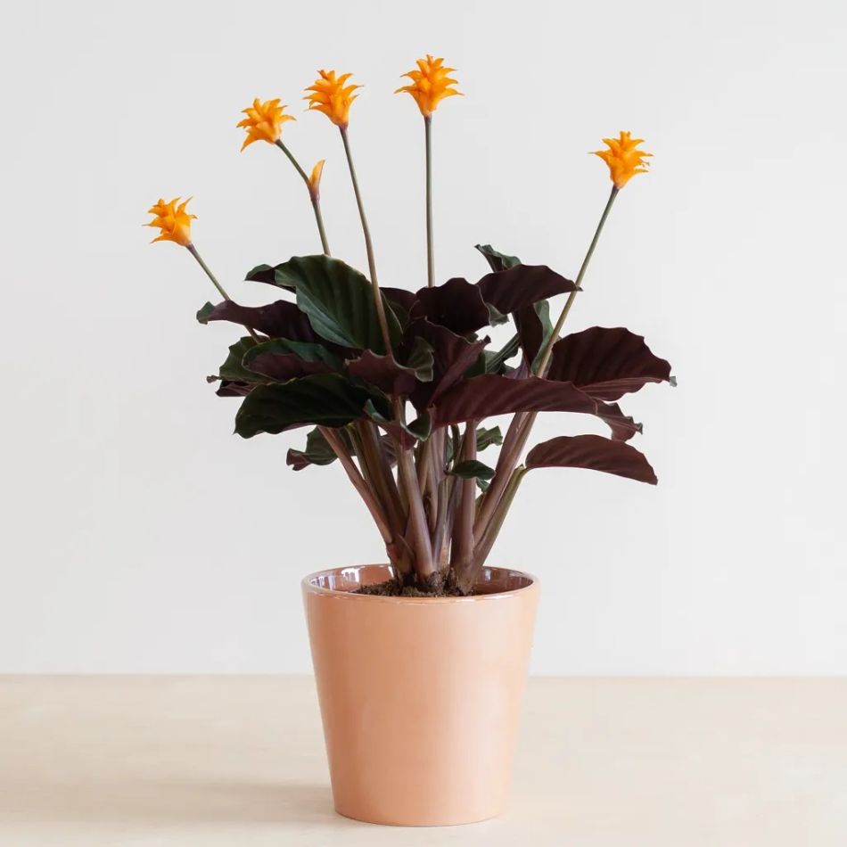 Calathea-crocata-P14-2-1024