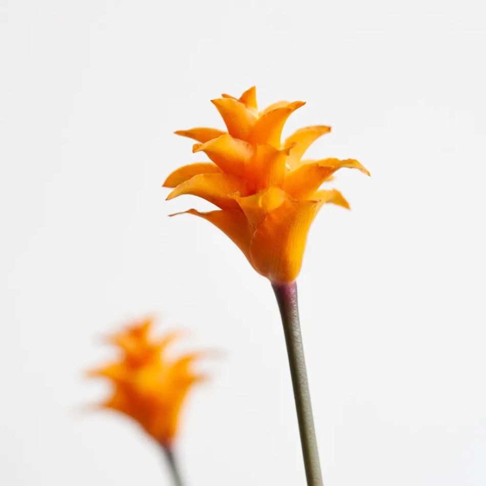 Calathea-crocata-P14-5-1024
