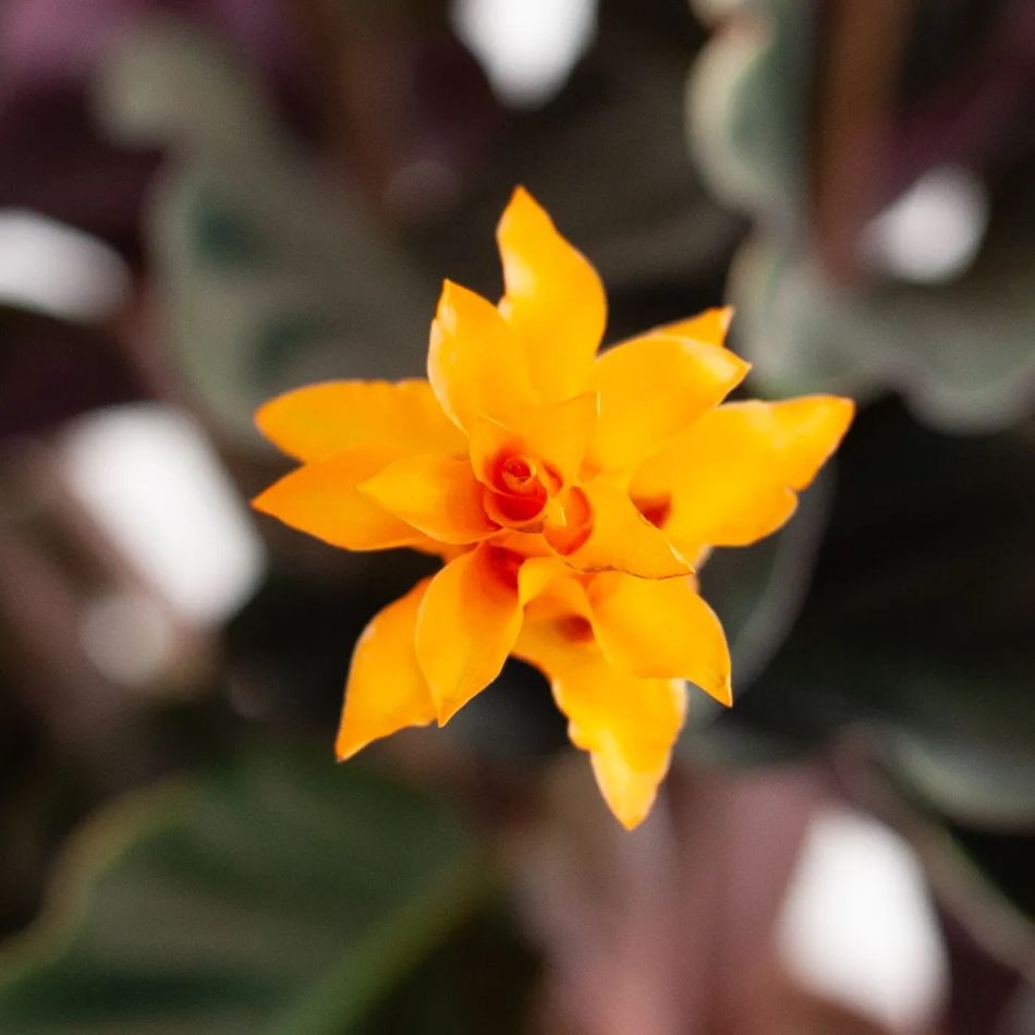 Calathea-crocata-P14-6-1024