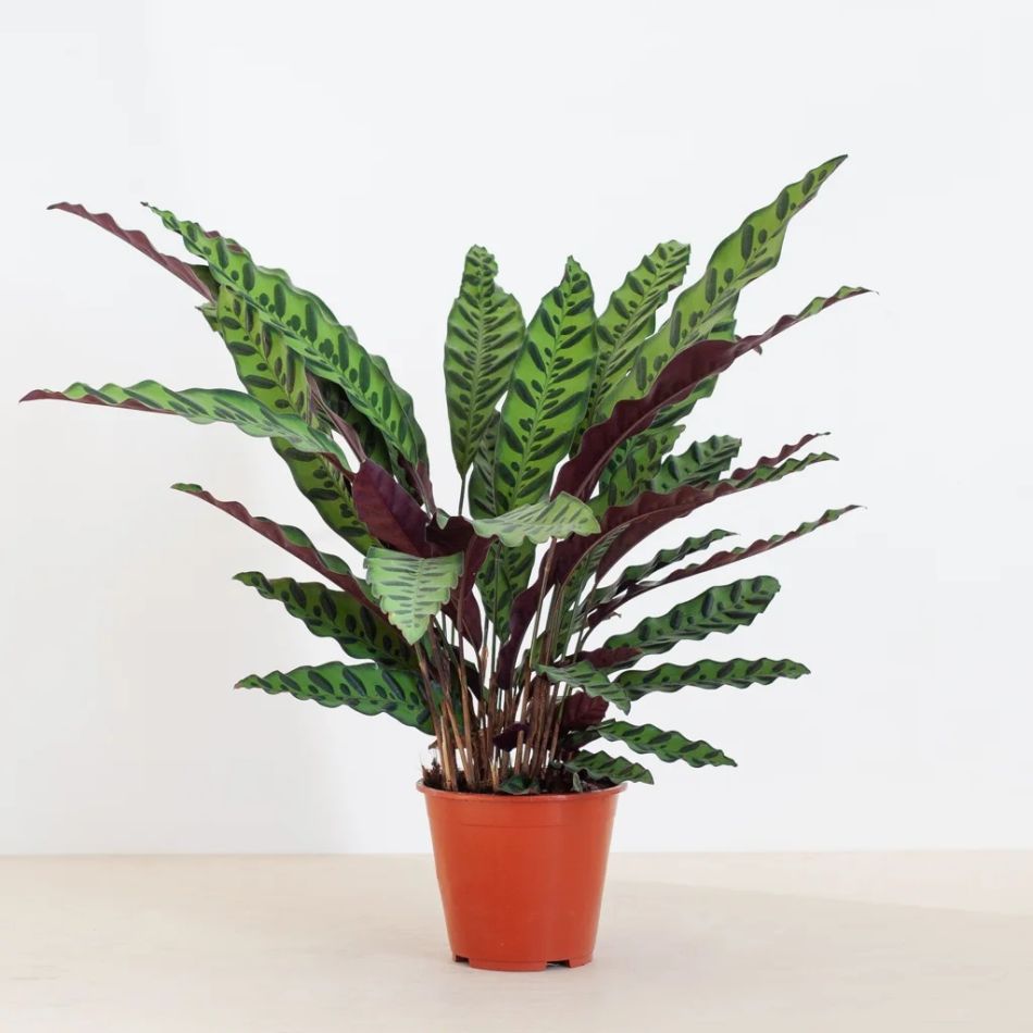 Calathea-lancifolia-P19-1-1024