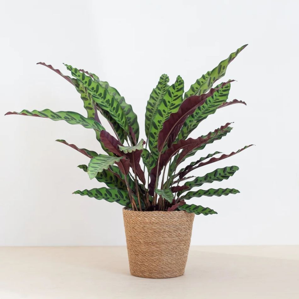 Calathea-lancifolia-P19-2-1024