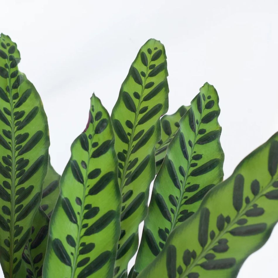 Calathea-lancifolia-P19-3-1024