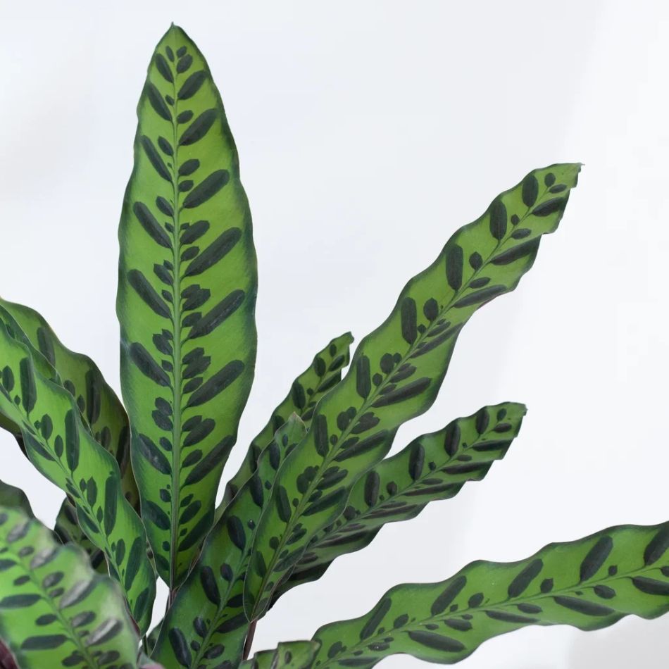 Calathea-lancifolia-P19-4-1024