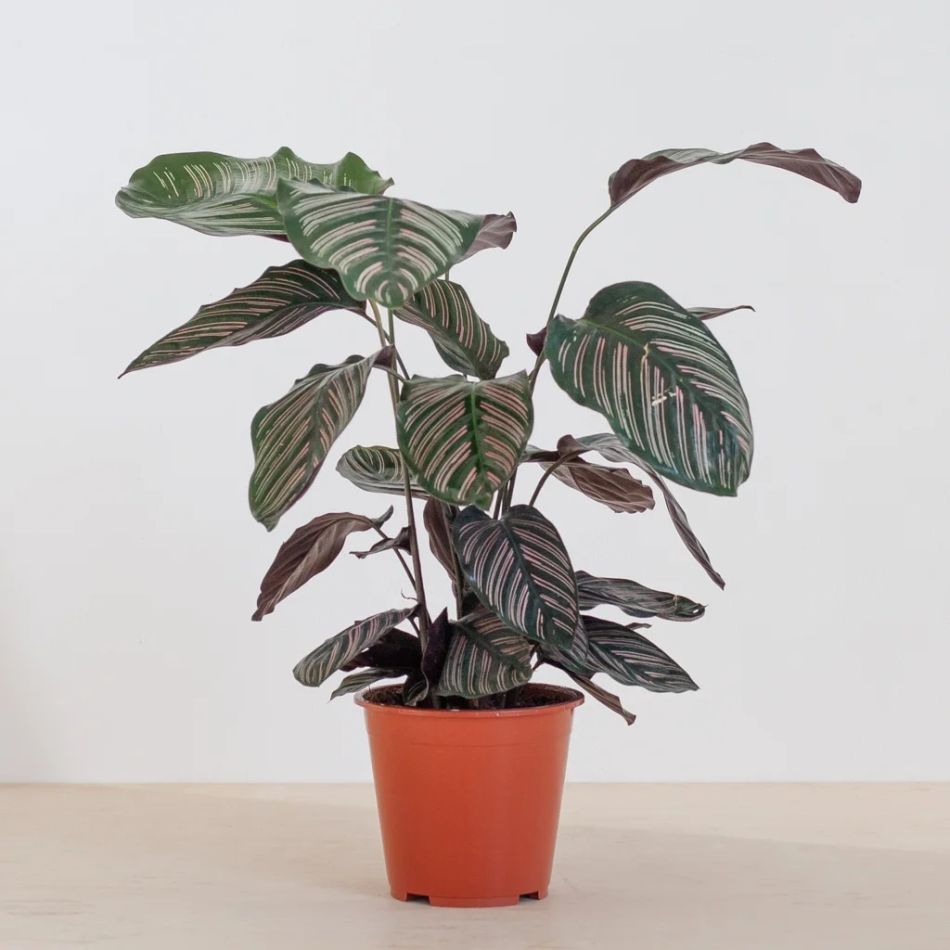 Calathea-ornata-P19-1-2-1024