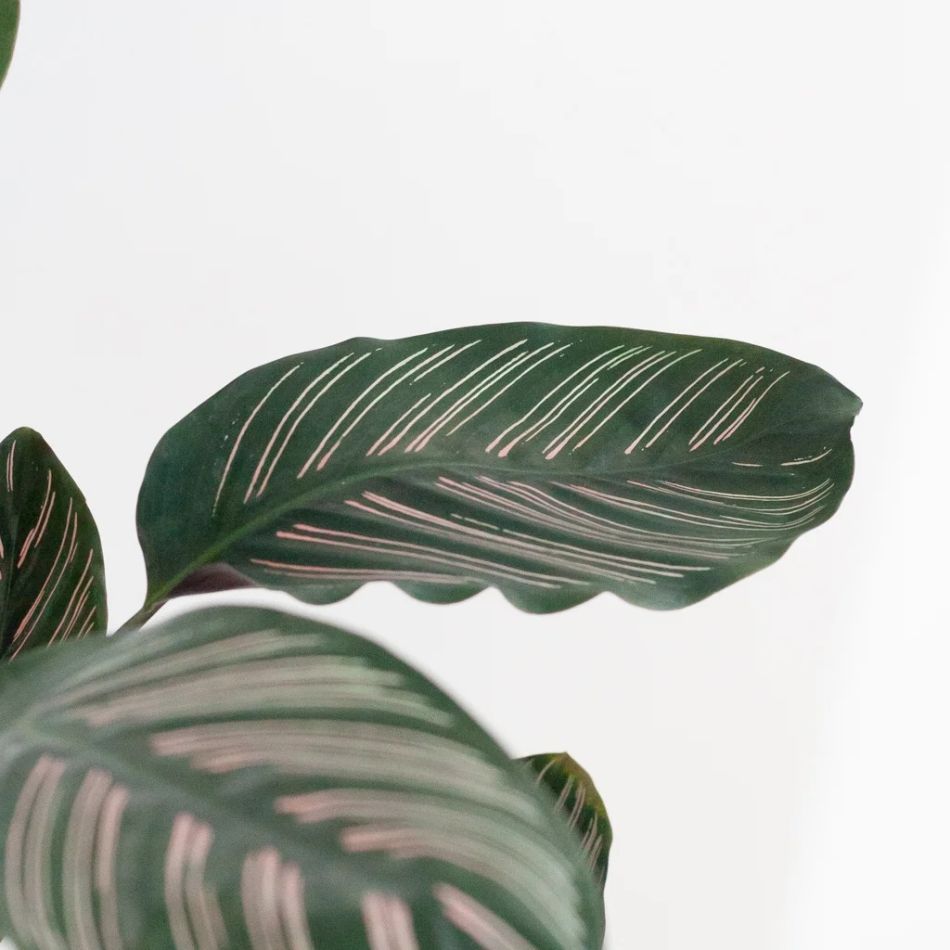 Calathea-ornata-P19-3-1024