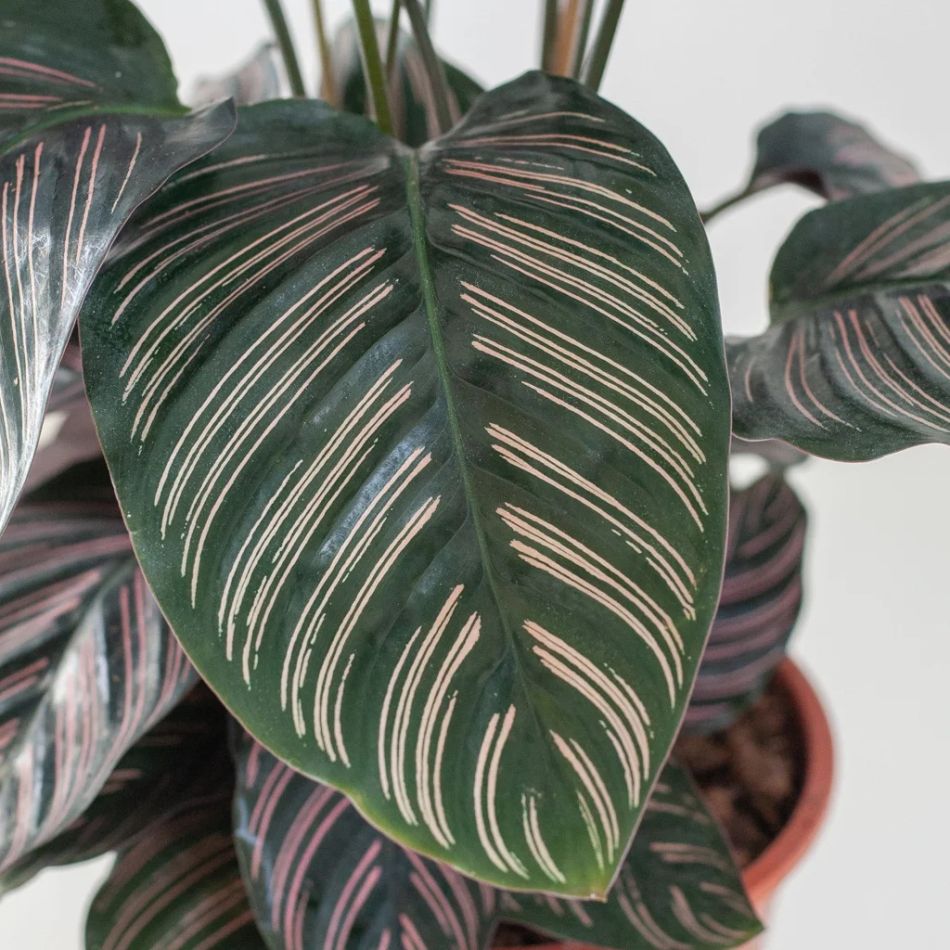 Calathea-ornata-P19-6-1024
