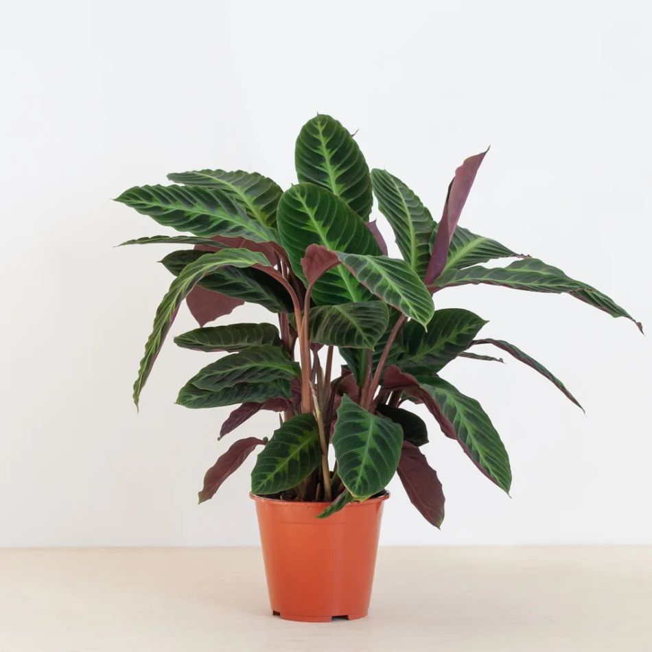 Calathea-warscewiczii-P19-1-1024