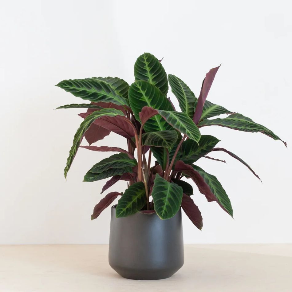 Calathea-warscewiczii-P19-2-1024