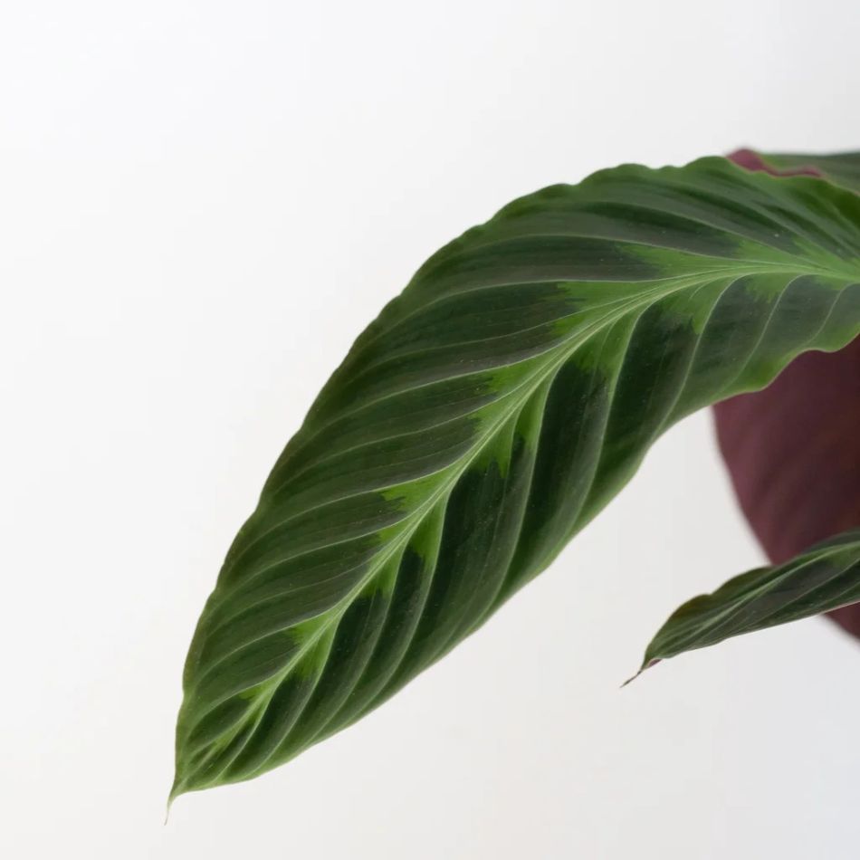 Calathea-warscewiczii-P19-3-1024