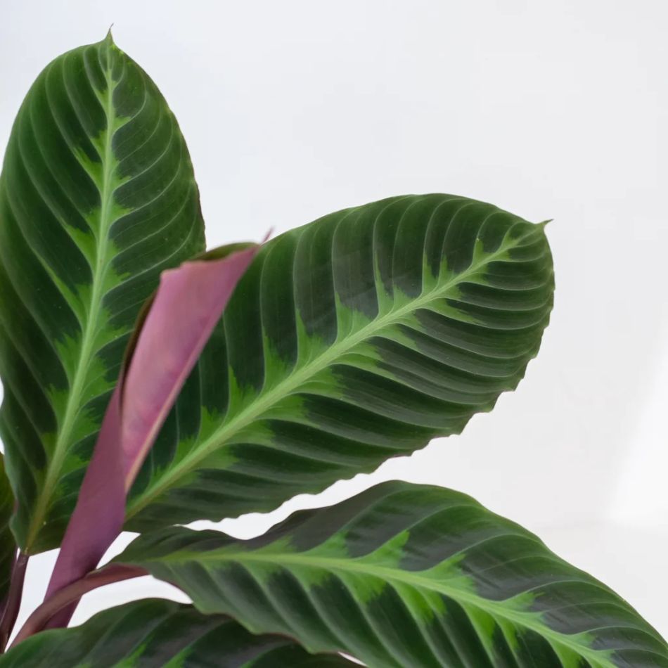 Calathea-warscewiczii-P19-5-1024