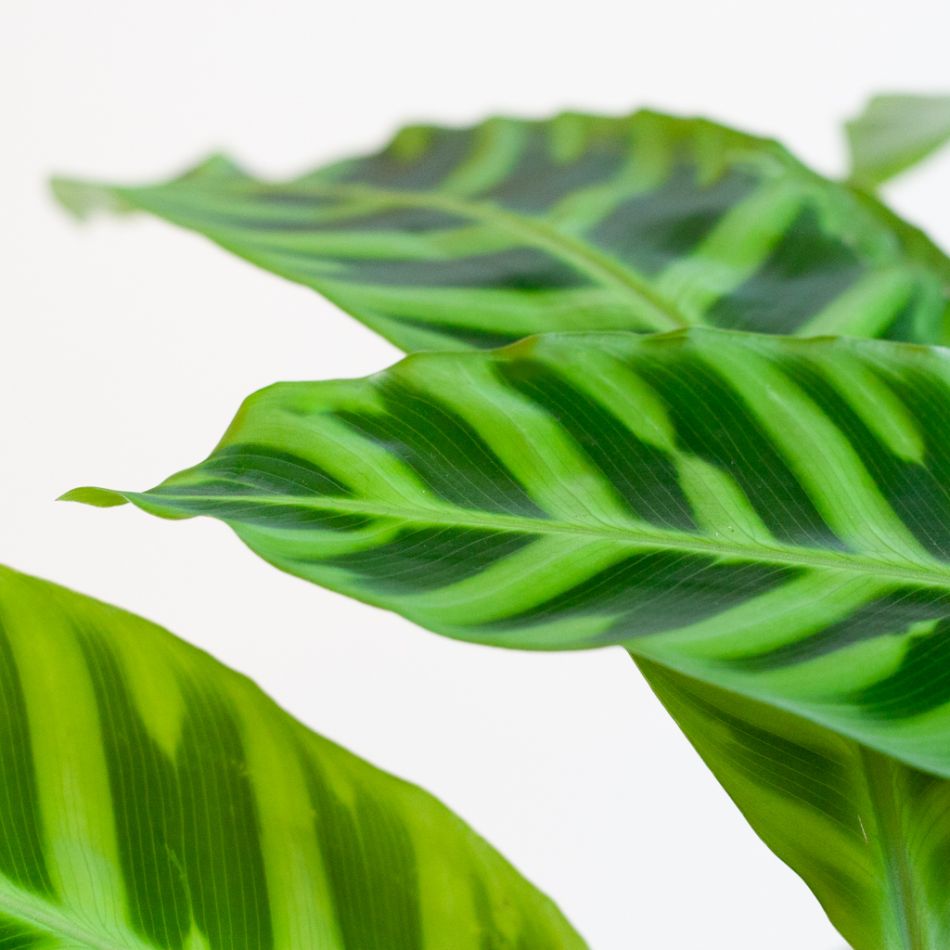 Calathea Zebrina - Zebraplant - P19