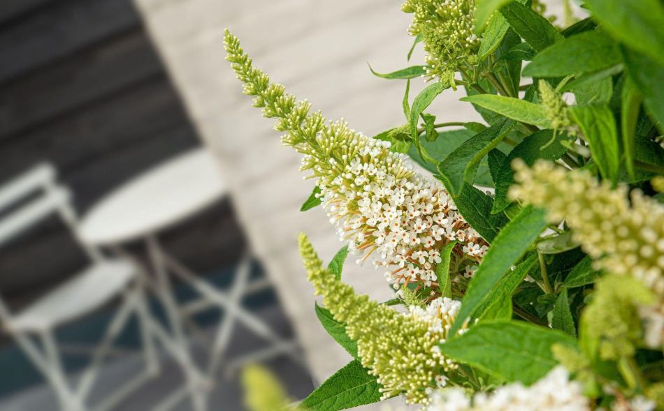 Candylittlewhite buddleja1 1