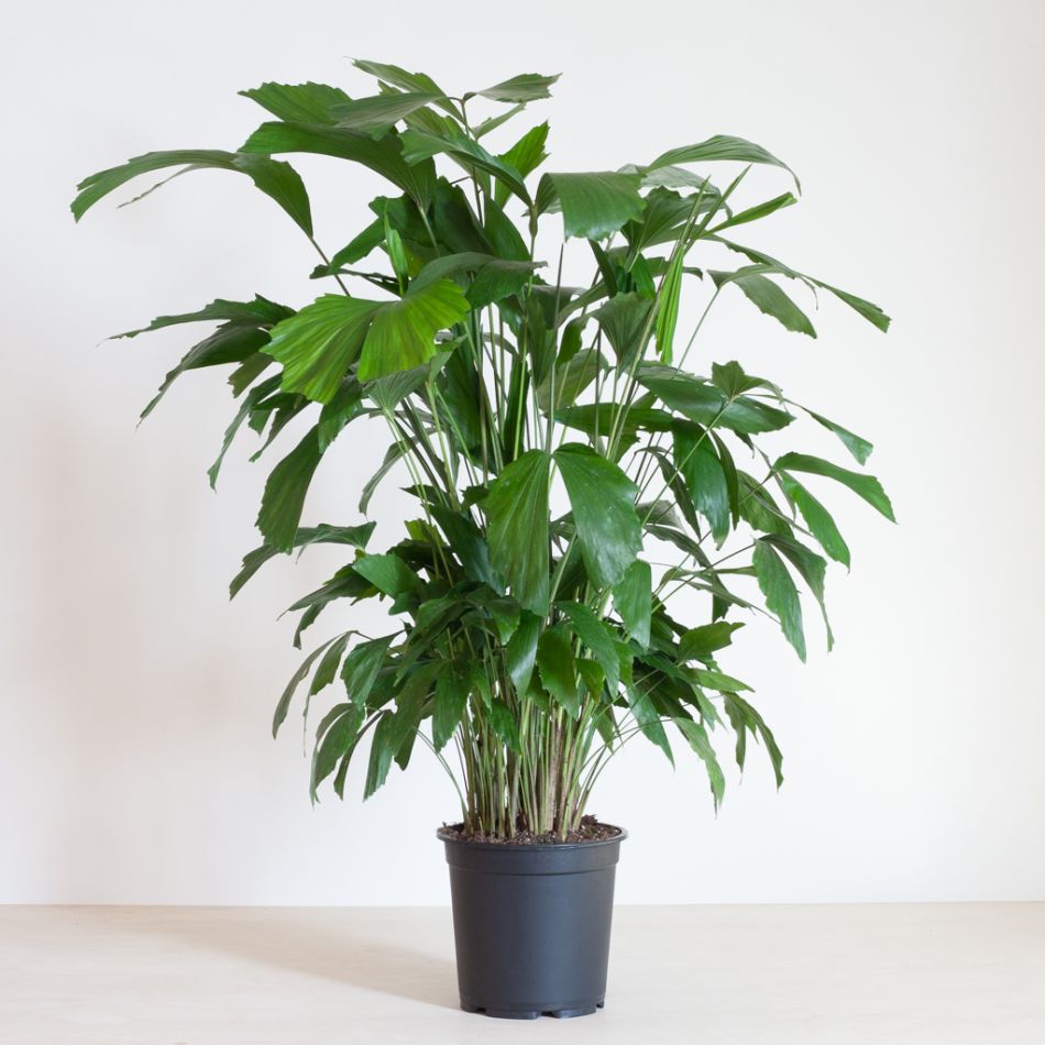Caryota Mitis