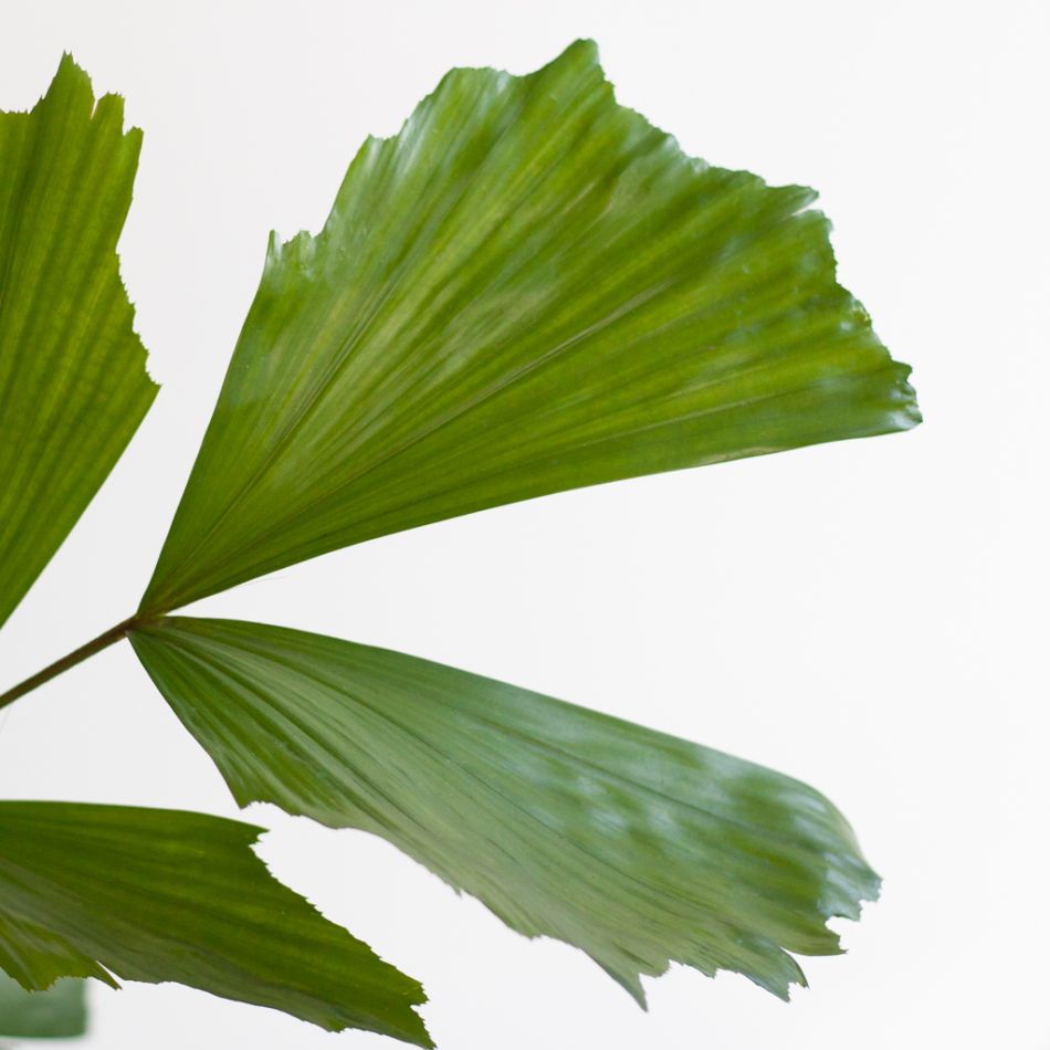 Caryota Mitis