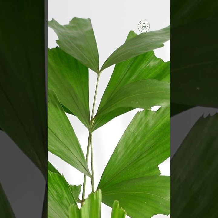 caryota plant