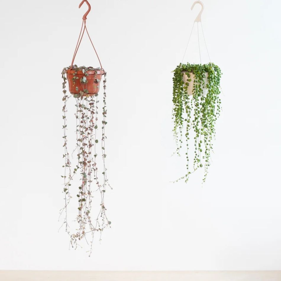 Ceropegia-woodii-string-of-hearts-en-erwtenplantje-senecio-rowleyanus-duo-hangplanten-1-1024