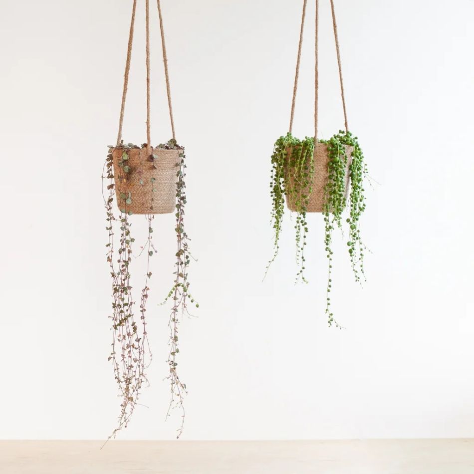 Ceropegia-woodii-string-of-hearts-en-erwtenplantje-senecio-rowleyanus-duo-hangplanten-2-1024