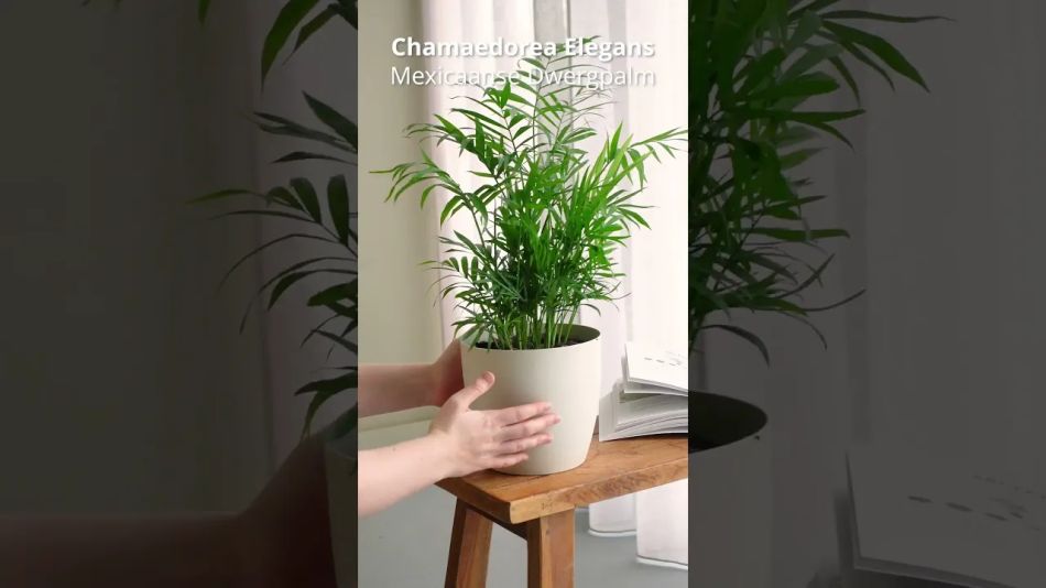 mexicaanse dwergpalm video