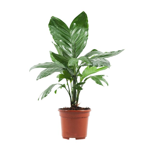 Chamaedorea Metallica