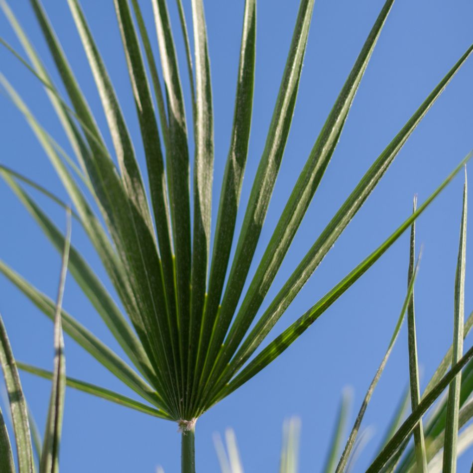 Chamerops Humilis