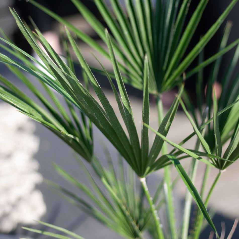 Chamerops Humilis