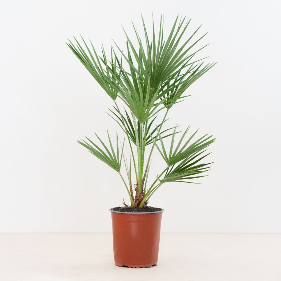 Chamerops Humilis