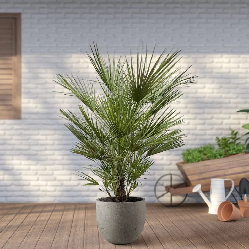Chamaerops Humilis