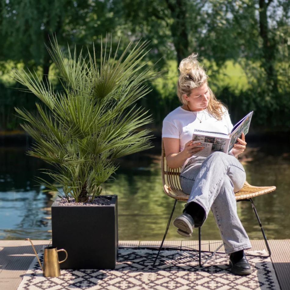 Chamaerops-humilis-europese-dwergpalm-p35-10243 1