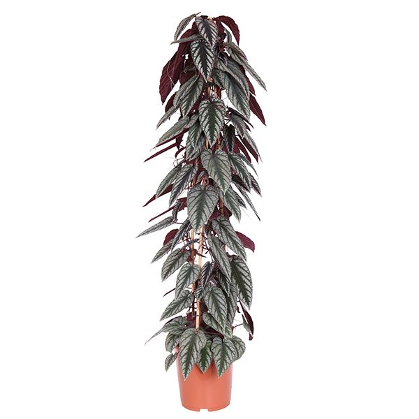 Cissus Discolor