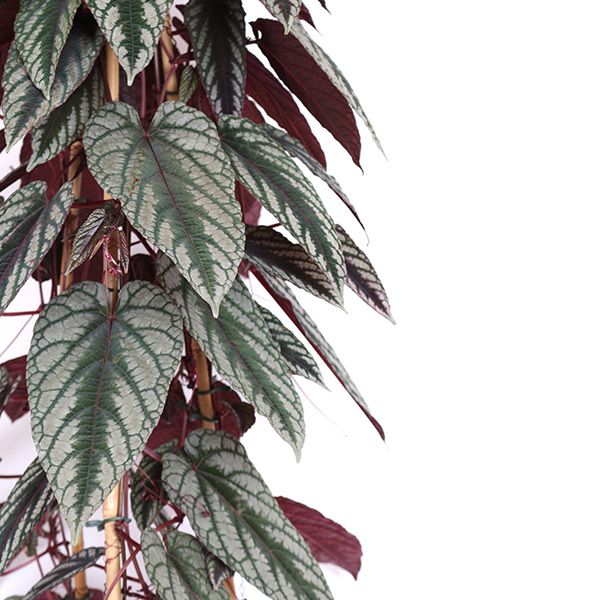 Cissus discolor plant