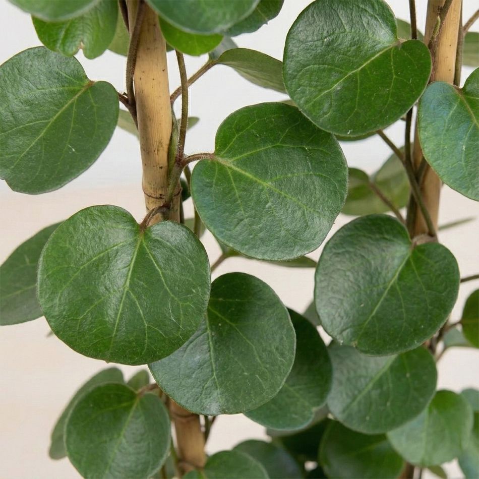 Cissus rotundifolia kamerwingerd - p27 - 2