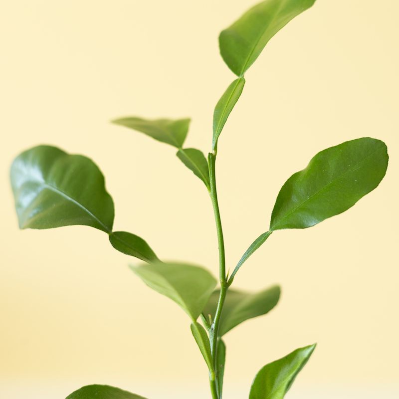 Citrus Hysterix