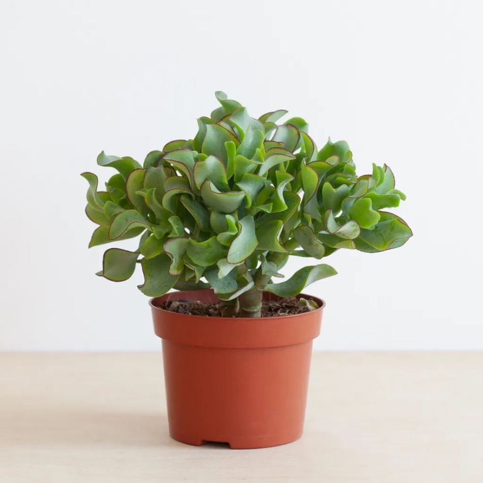 Crassula Curly Green
