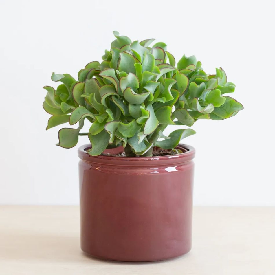 Crassula Curly Green