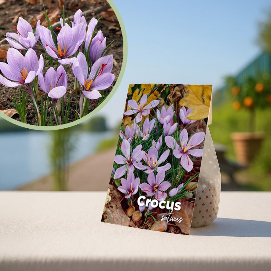saffraan krokus bollen