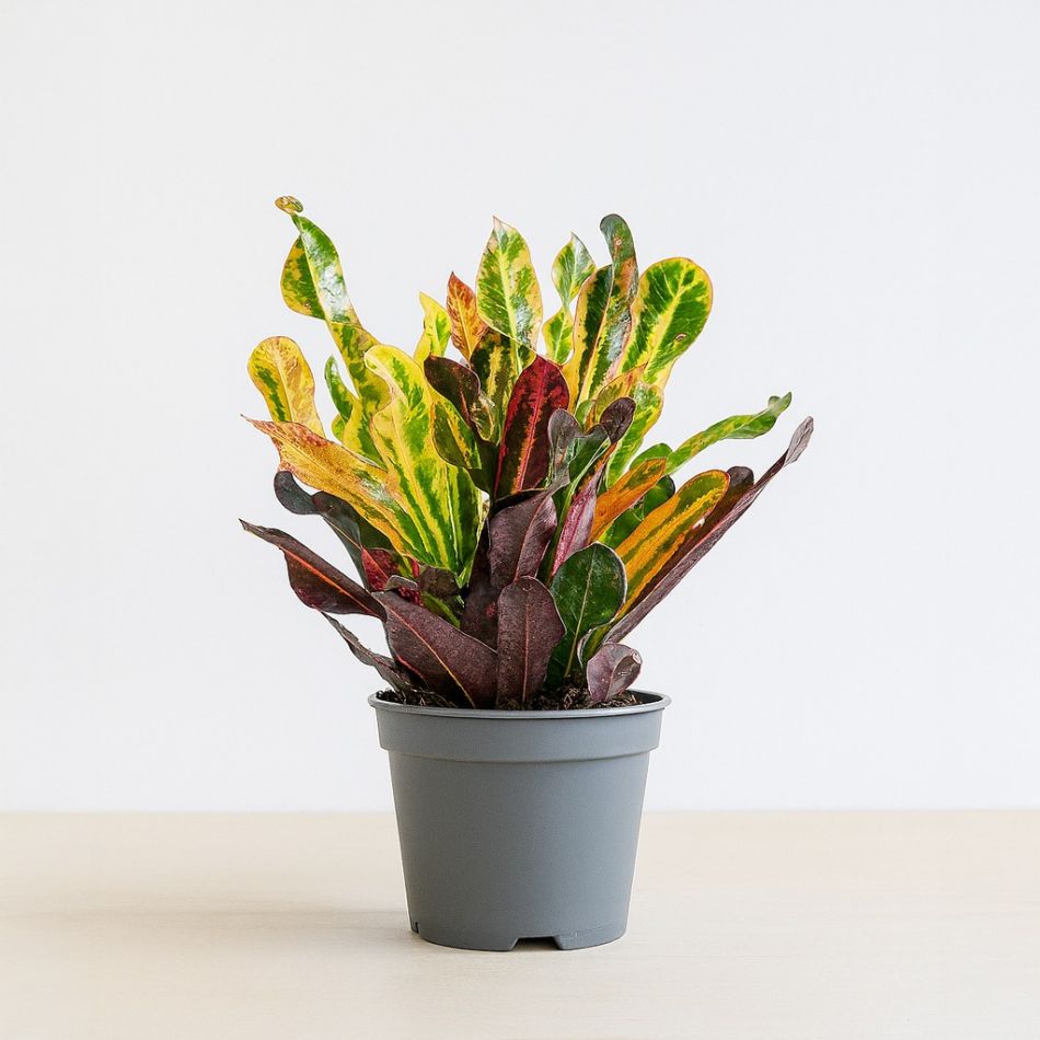 Croton mammi 3pp - kopstek - p12 - neutraal