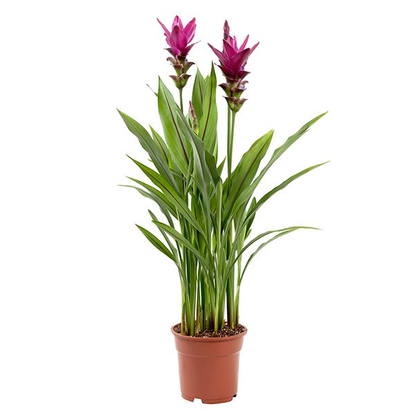 Curcuma plant