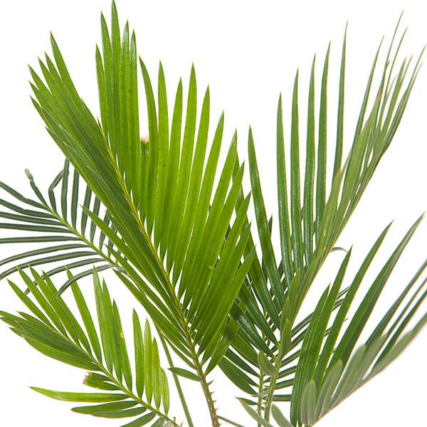 cycas revoluta plantje