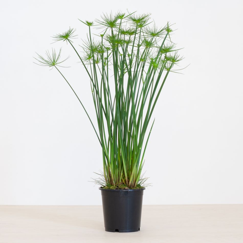 Cyperus Haspan