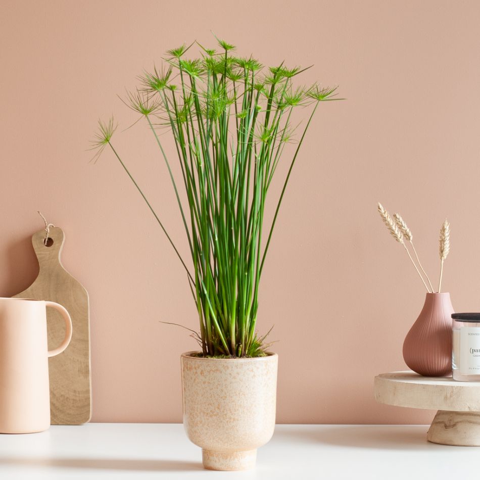 Cyperus Haspan