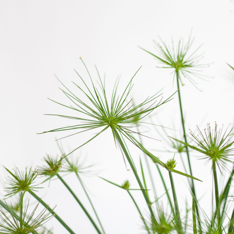 Cyperus Haspan