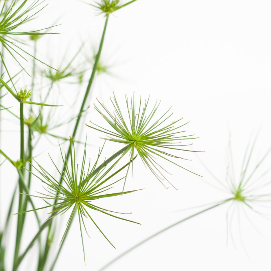 Cyperus Haspan