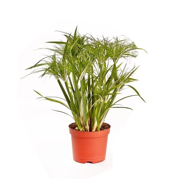 Cyperus papyrus percamentus