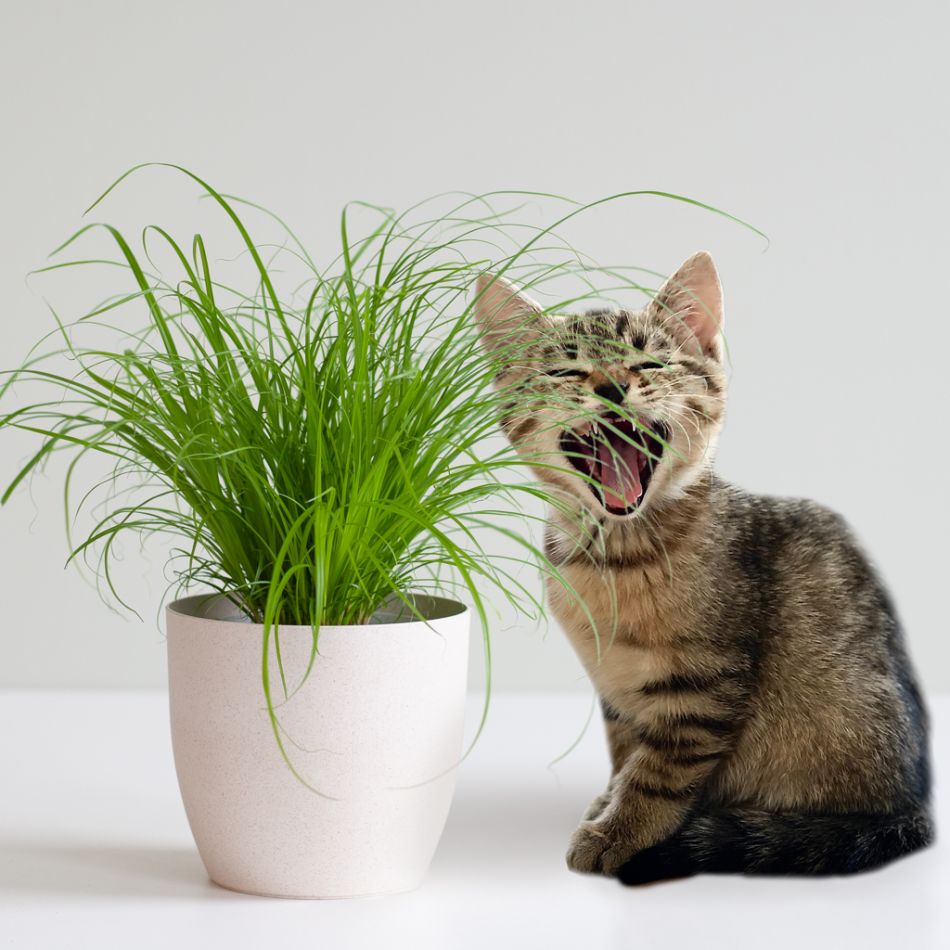 Cyperus Zumula - Kattengras - P12