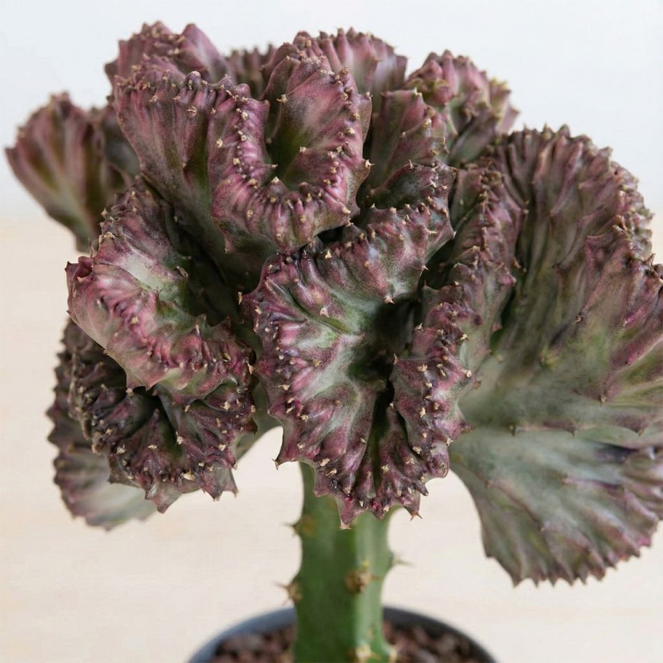 De euphorbia lactea cristata-3