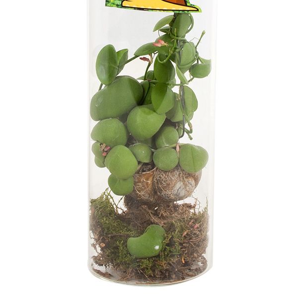 dischidia arrangement